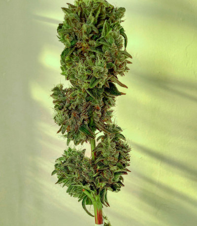The New fem (Humboldt Seeds) семена конопли