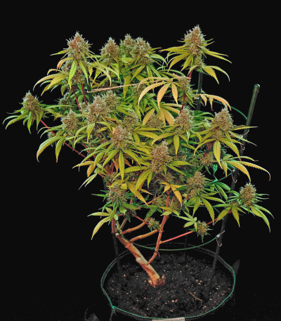 Utopia Haze fem (Barney's Farm) семена конопли