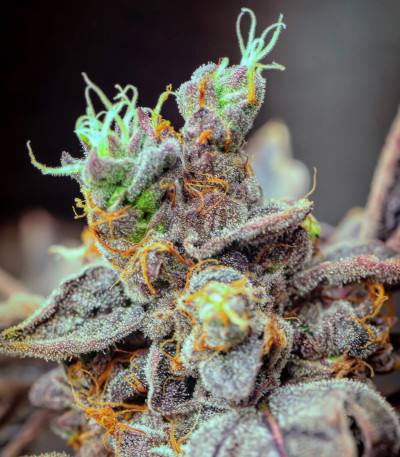 Vanilla Frosting fem (Humboldt Seed Company) семена конопли