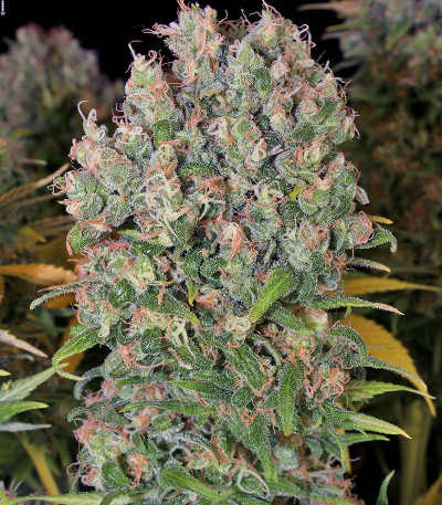 Warlock fem (Serious Seeds) семена конопли