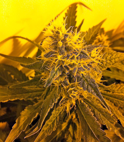White Siberian fem (Dinafem Seeds) семена конопли