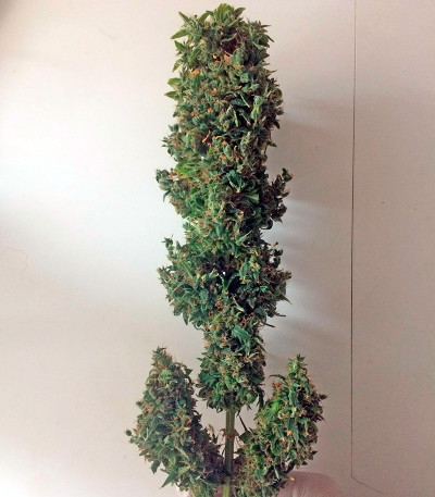 White Widow XXL Autoflowering fem семена конопли