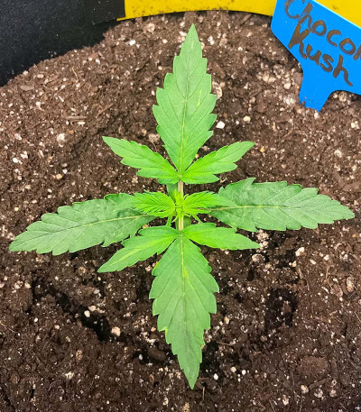Auto Chocolate Kush fem (00 Seeds) семена конопли