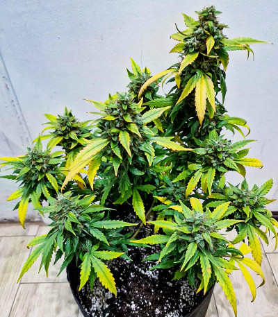 Cherry Cola Auto fem (FastBuds) семена конопли