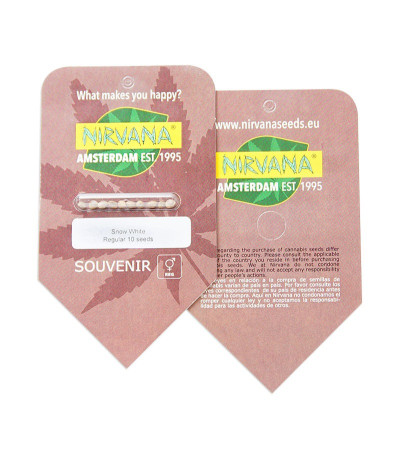 Big Bud (Snow White) reg (Nirvana Seeds) семена конопли