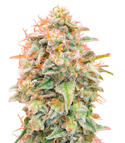 Auto Banana Cookies fem (Advanced Seeds) семена конопли