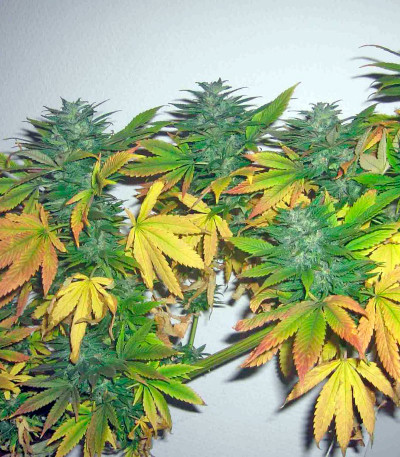 Biddy Early fem (Serious Seeds) семена конопли