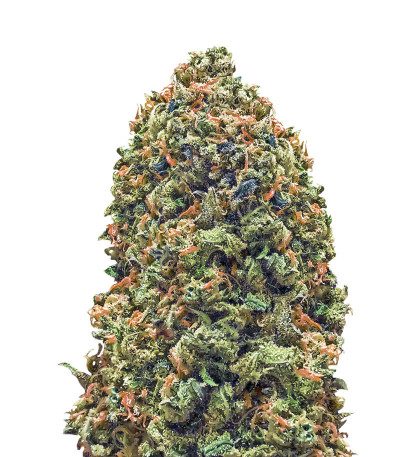 Bruce Banner (Monster Genetics) семена конопли