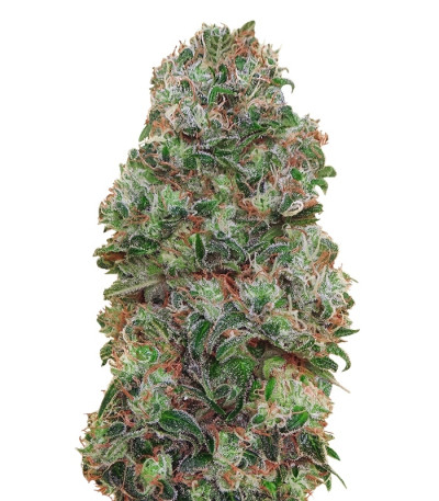 Bubble Gum fem (00 Seeds) семена конопли