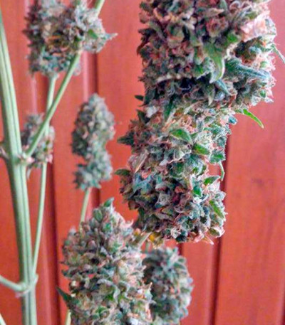 Bubble Gum reg (Serious Seeds) семена конопли