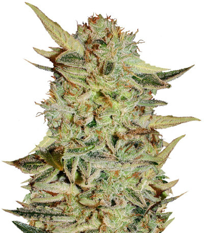 Bubble Gum fem (Serious Seeds) семена конопли