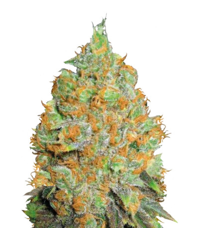 Critical Mass fem (Bulk Seed Bank) семена конопли