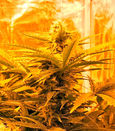 Семена каннабиса Cheese