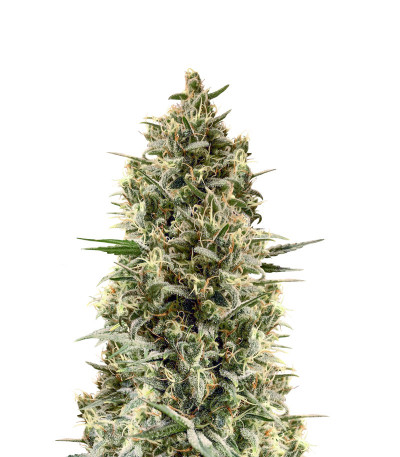 Chocobang fem (Delicious Seeds) семена конопли