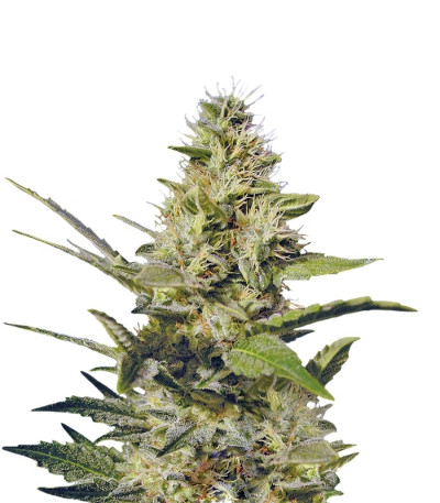 Chocolate Chunk reg семена конопли