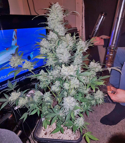 Diesel Automatic fem (Royal Queen Seeds) семена конопли