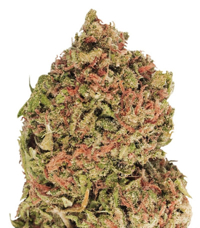 Dream Machine fem семена конопли