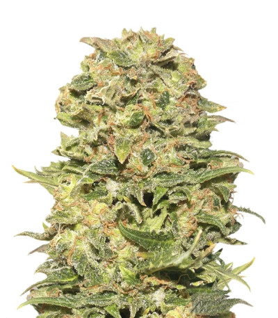 Exhibit #21 auto fem (Russian Genetic) семена конопли