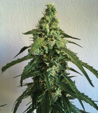 Gelato Auto fem (FastBuds) семена конопли