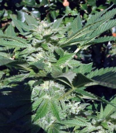 Kali Dog fem (Royal Queen Seeds) семена конопли