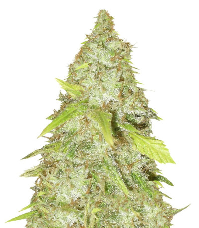 Kripple Shock fem (Dr. Krippling Seeds) семена конопли