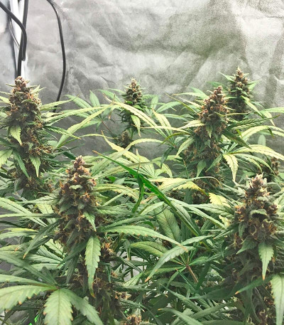 LSD-25 Auto fem сорт конопли