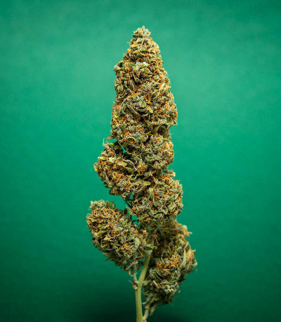 Lemon AK Auto fem (FastBuds) семена конопли