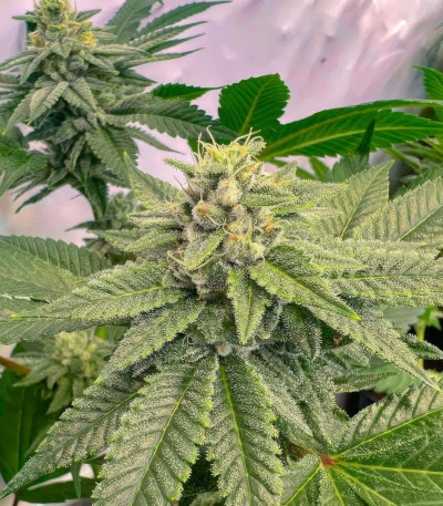 Marshmallow OG fem (Compound Genetics) семена конопли