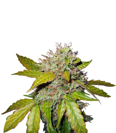 Northern Lights Automatic fem сорт конопли Nirvana Seeds