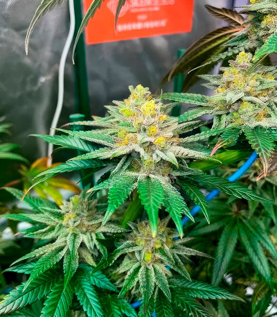 Pink Sunset by Sherbinskis fem от Silent Seeds семена конопли