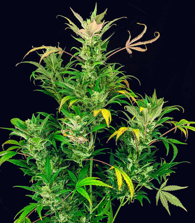 Pound Cake Auto fem (FastBuds) семена конопли