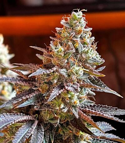 Punchberry Cookies RBX fem (Ethos Genetics) семена конопли