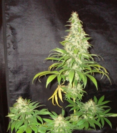 Royal Cheese (Fast Flowering) fem семена конопли