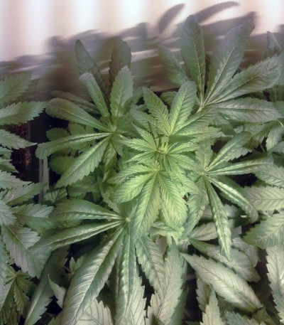 Special Kush 1 fem (Royal Queen Seeds) семена конопли