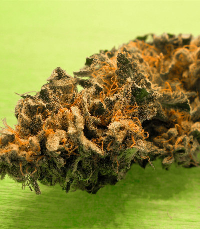 Strawberry Cream fem (Sumo Seeds) семена конопли