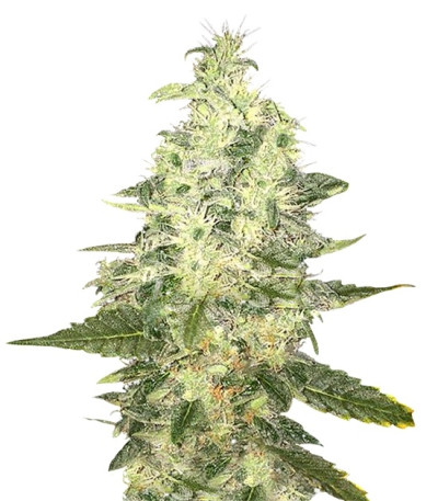 Supreme Kush CBD fem семена конопли