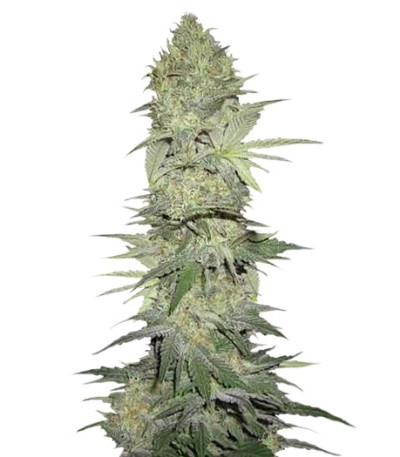 White Widow Automatic fem (Nirvana Seeds) семена конопли