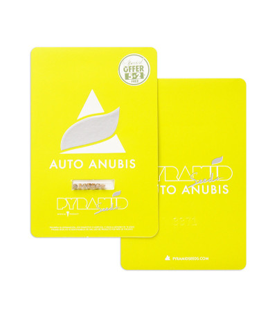 Auto Anubis fem (Pyramid Seeds) семена конопли