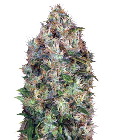 Dutch Kush fem (Paradise Seeds) семена конопли