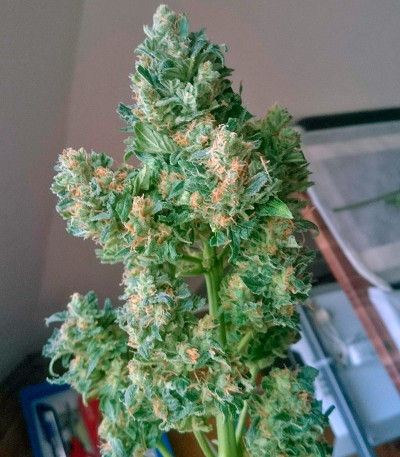 Fast Bud #2 Auto fem (Sweet Seeds)семена конопли