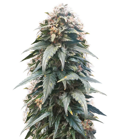 Ogre Auto fem (Doctor’s Choice) семена конопли