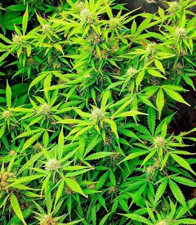 Runtz Auto fem (Barney's Farm) семена конопли