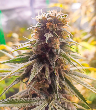 Auto Bruce Lemon Diesel fem (Dutch Passion) семена конопли