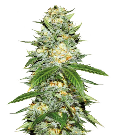 Auto Perfect Power Plant fem семена конопли