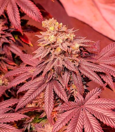 Banana Hammock RBX fem (Ethos Genetics) семена конопли