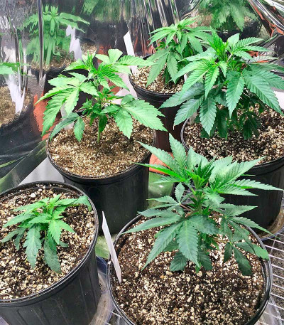 Black D.O.G. fem семена конопли