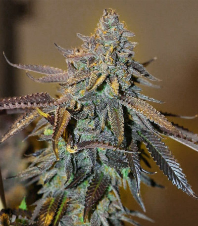 Blue Gelato 41 (Barney's Farm) семена конопли