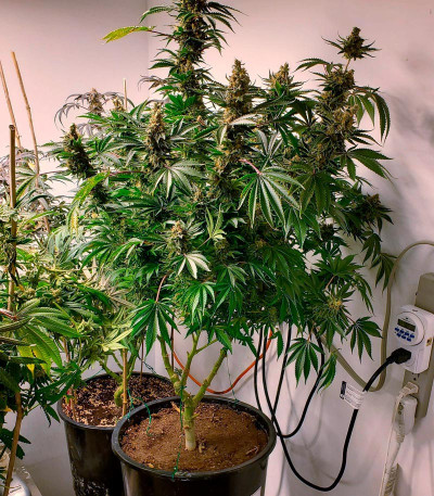 Bruce Banner Auto (Sweet Seeds) семена конопли