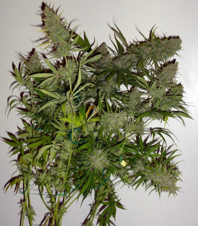 C99 fem (Female Seeds) семена конопли