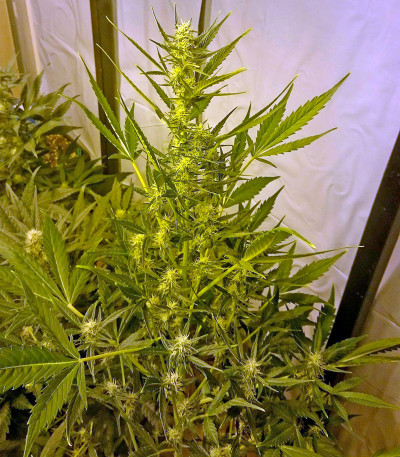 Damnesia Autoflowering fem (Strain Hunters) семена конопли